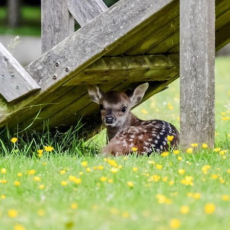 Deer Cottage 2 Uk39332 Biddenden Bagian luar foto