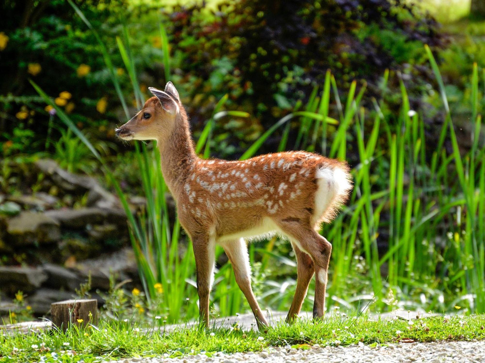 Deer Cottage 2 Uk39332 Biddenden Bagian luar foto
