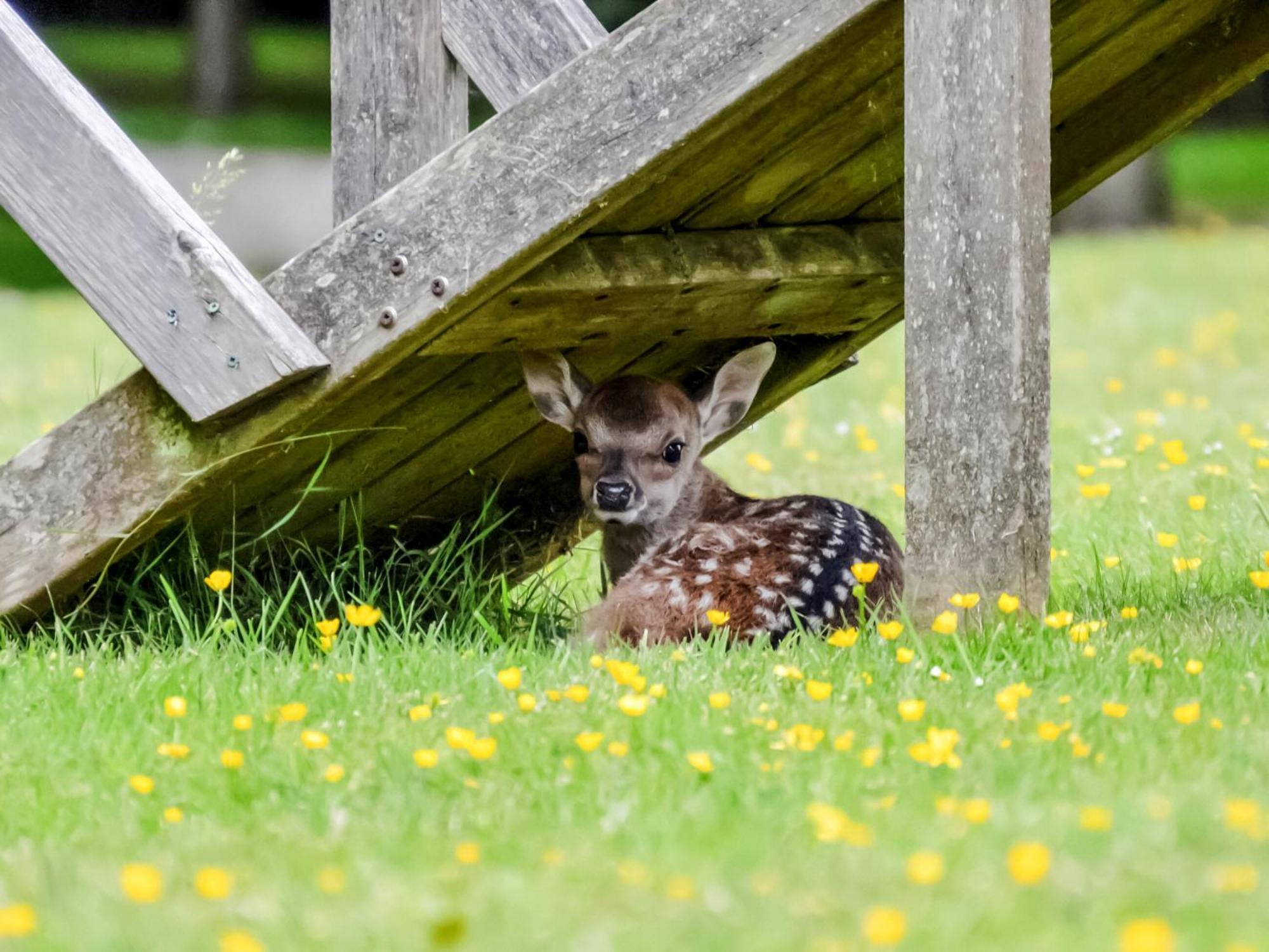 Deer Cottage 2 Uk39332 Biddenden Bagian luar foto