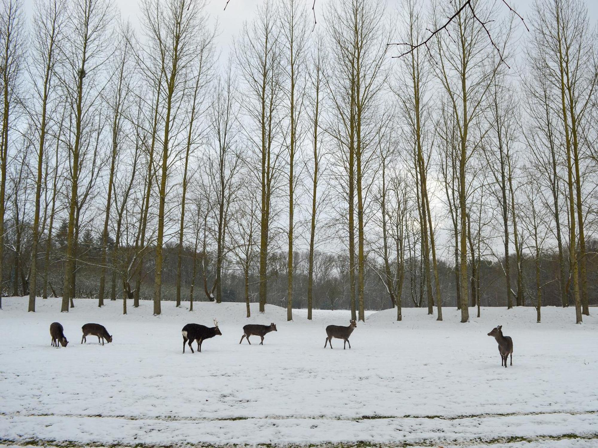 Deer Cottage 2 Uk39332 Biddenden Bagian luar foto